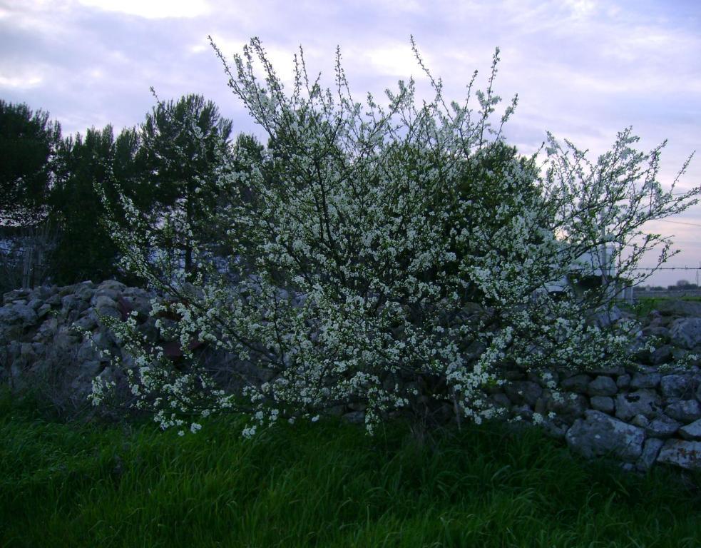 Masseria Cassiere Мотолла Екстер'єр фото